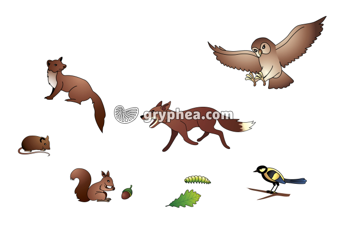 Maillons d'un réseau alimentaire dans la forêt - document à compléter - infographie - gryphea.org